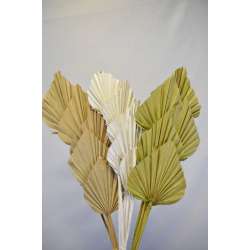 Dried Cut Spear Palm Fronds
