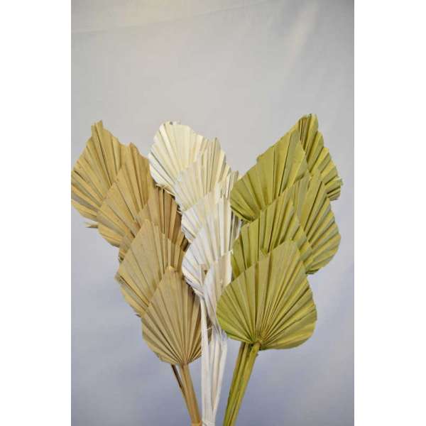 Dried Cut Spear Palm Fronds