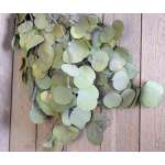 Dried Silver Dollar Eucalyptus - Kiwi Green