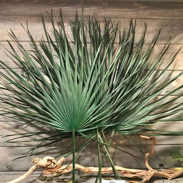 Dried Whole Palms - Preserved Fronds