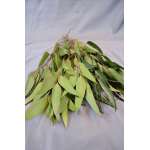 Preserved Willow Eucalyptus Bunch - Green