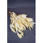 Preserved Willow Eucalyptus Bunch - Bleached White