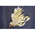 Preserved Willow Eucalyptus Bunch - Bleached White