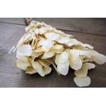 Preserved Populus Eucalyptus Bunch - White