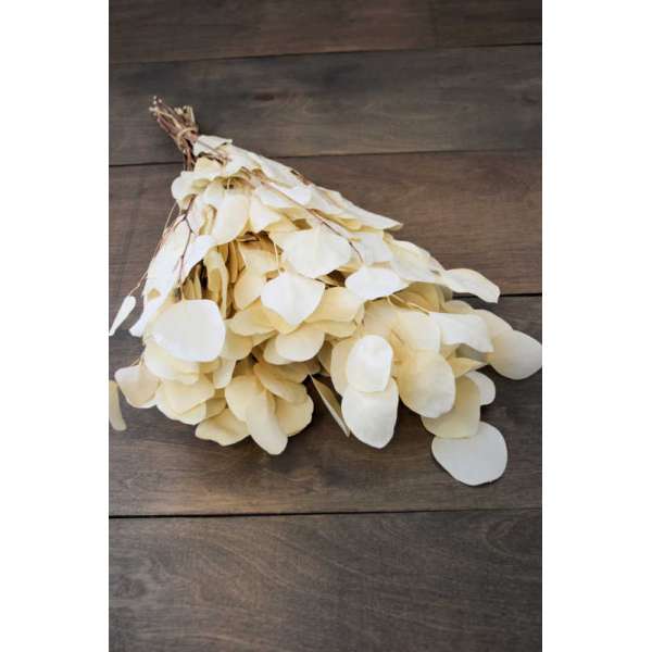 Preserved Populus Eucalyptus Bunch - White