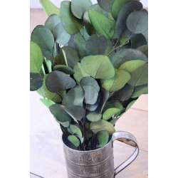 Preserved Populus Eucalyptus Bunch - Green