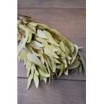 Natural Willow Eucalyptus - Light Green