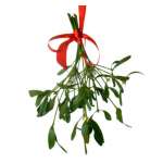 Dried Mistletoe Boughs