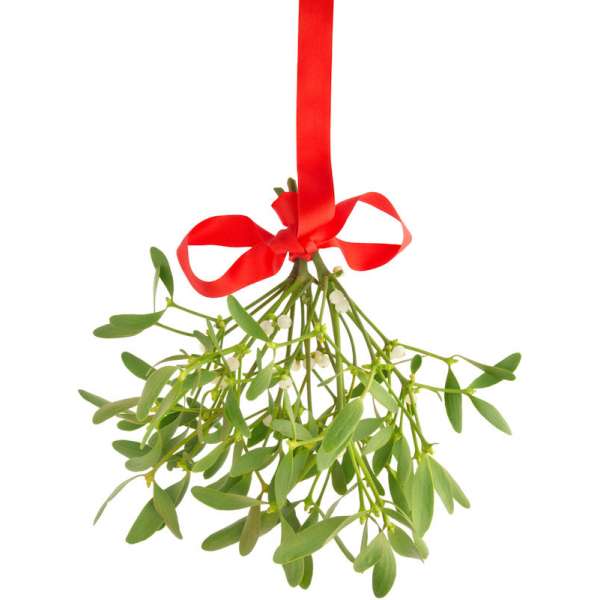 Dried Mistletoe Boughs