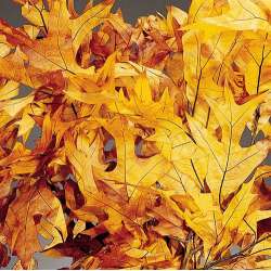 Preserved Browntone Oak Leaves Case