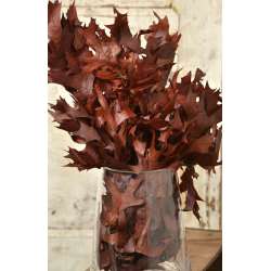 Preserved Chocolate Oak Leaves