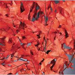 Preserved Persimmon Oak Leaves Case