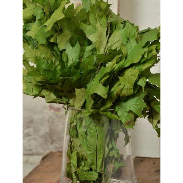 Preserved Spring Green Oak Leaves (1 LB dried leaves)