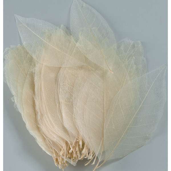 Skeleton Leaves - Bleached Magnolia