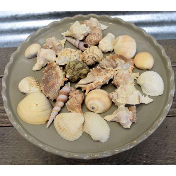 Assorted Decorative Sea Shells - 2 Bags Large