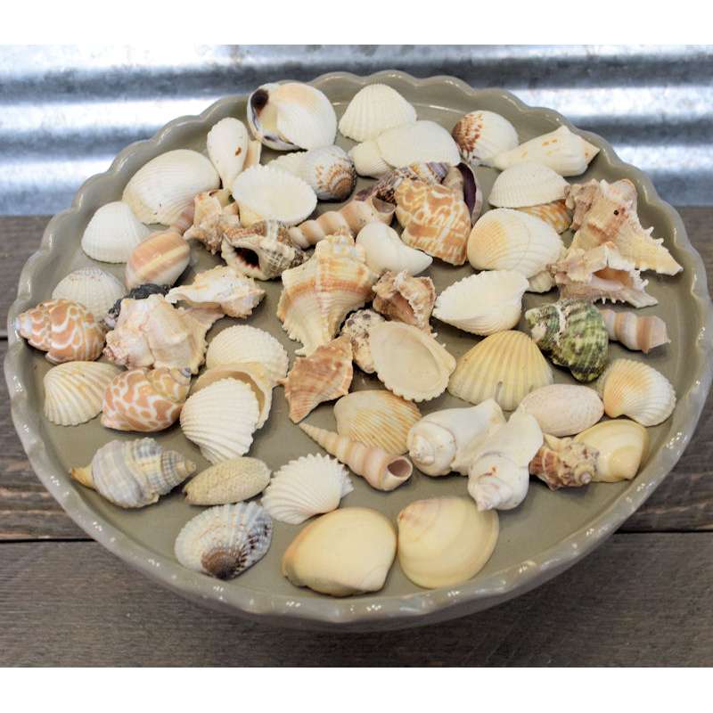 Assorted Decorative Sea Shells For Sale 2 Bags Medium