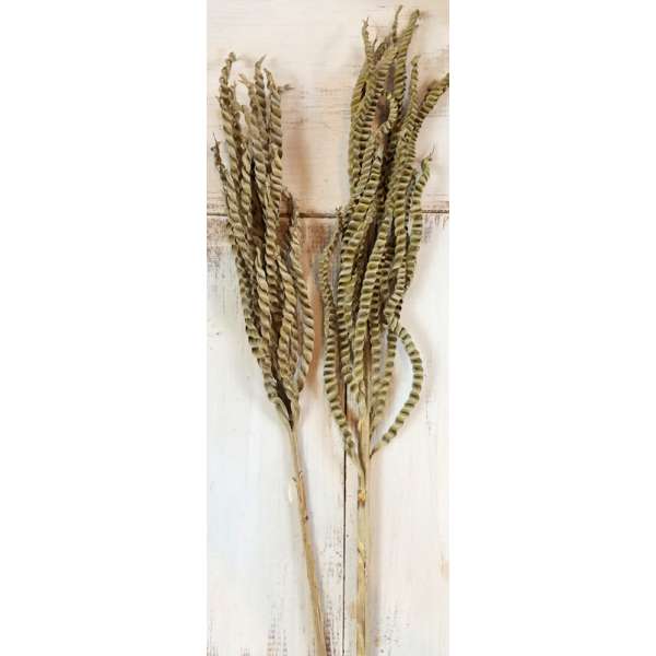 Dried Braided Palm on Stem