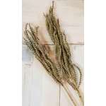 Dried Braided Palm on Stem