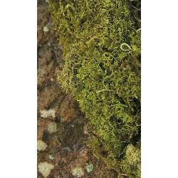 Dried Sheet Moss - Preserved Bulk Box Sheet Moss