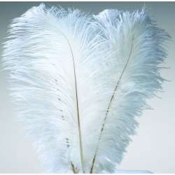 Ostrich Feathers - White Wing Plumes