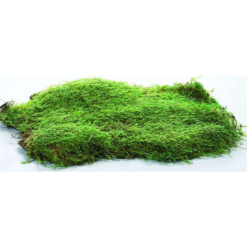 Dried Sheet Moss - Preserved Bulk Box Sheet Moss