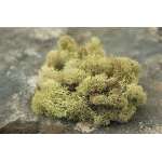 Preserved Reindeer Moss