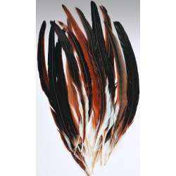 Rooster Tail Feathers