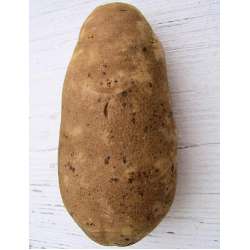 6 Idaho Spuds