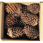 Jeffries Large Pine Cones (PineCones)