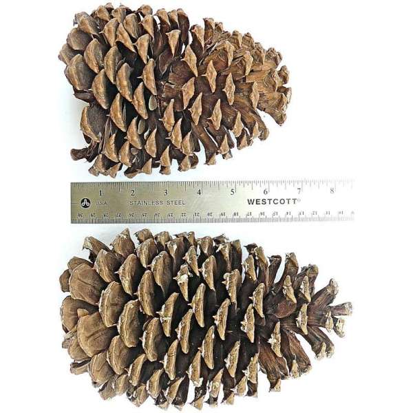 Jeffries Large Pine Cones (PineCones)