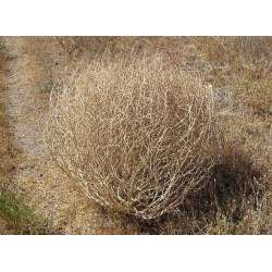 Baby Tumbleweeds