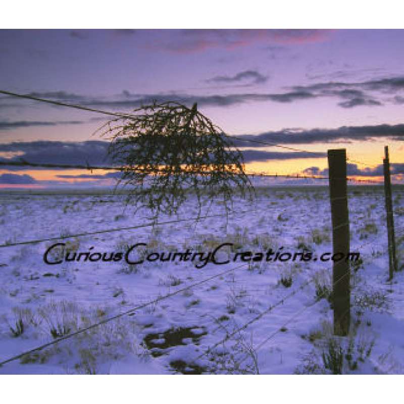 Tumbleweeds for Sale, Buy Tumbleweeds, Purchase Tumbleweed