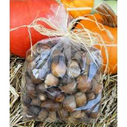 Acorn Nuts For Sale - No Caps