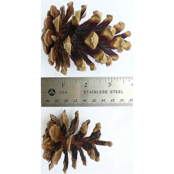 Austriaca Pine Cones