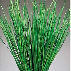 Bayou Grass - Dried Green or Natural