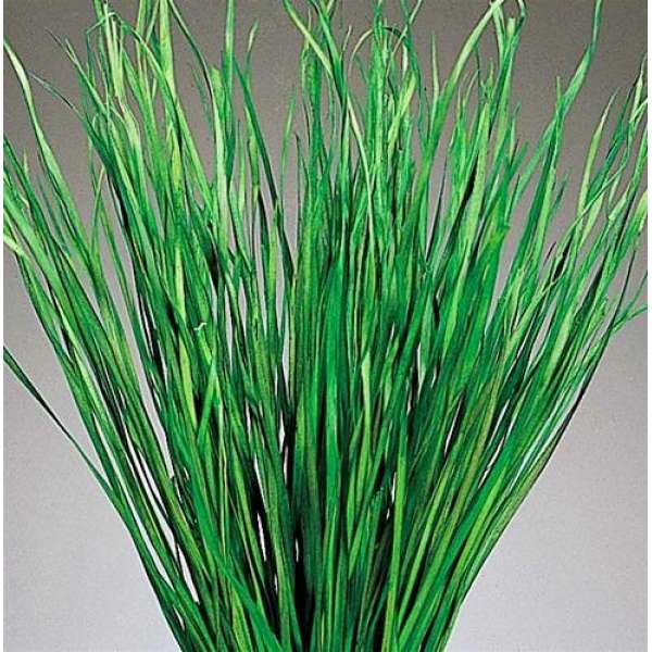 Bayou Grass - Dried Green or Natural