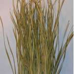 Bayou Grass - Dried Green or Natural