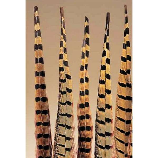 Ringneck Pheasant Feathers 20 inch