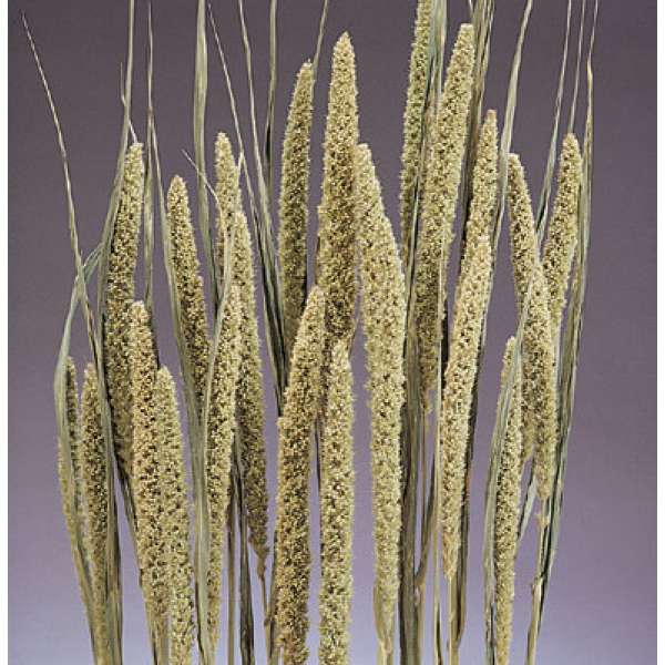 Dried Chinese Millet - China Millet