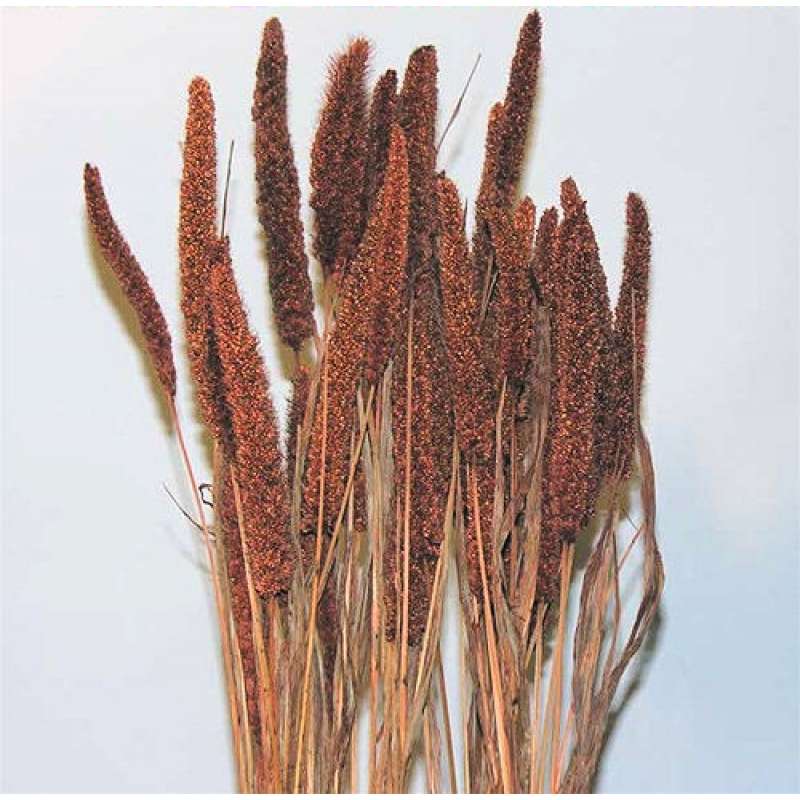 Dried Decorative Chinese Millets China Millet Bunches