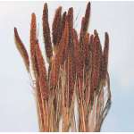 Dried Chinese Millet - China Millet