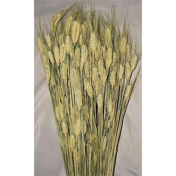 Club Wheat Bundle