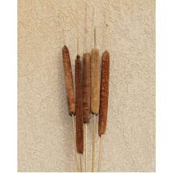 Dried Cattails Jumbo 30