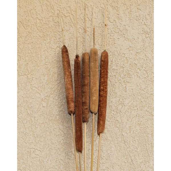 Large Dried Cattails (Cat tails) For Sale (Qty 5)