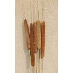 Large Dried Cattails (Cat tails) For Sale (Qty 5)