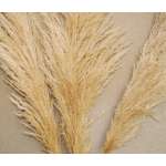 Dried Pampas Grass - Natural Pampas Grass