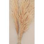 Dried Pampas Grass - Natural Pampas Grass