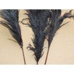 Dried Pampas Grass - Black Color