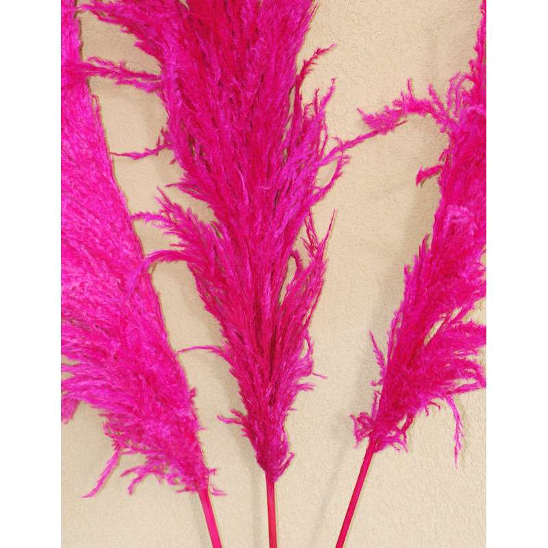 Dried Pampas Grass - Pink Color Pampas Grass
