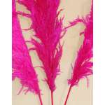 Dried Pampas Grass - Pink Color